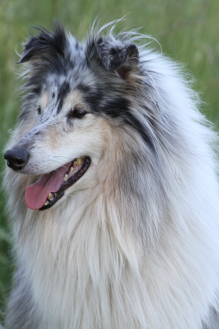 Collie