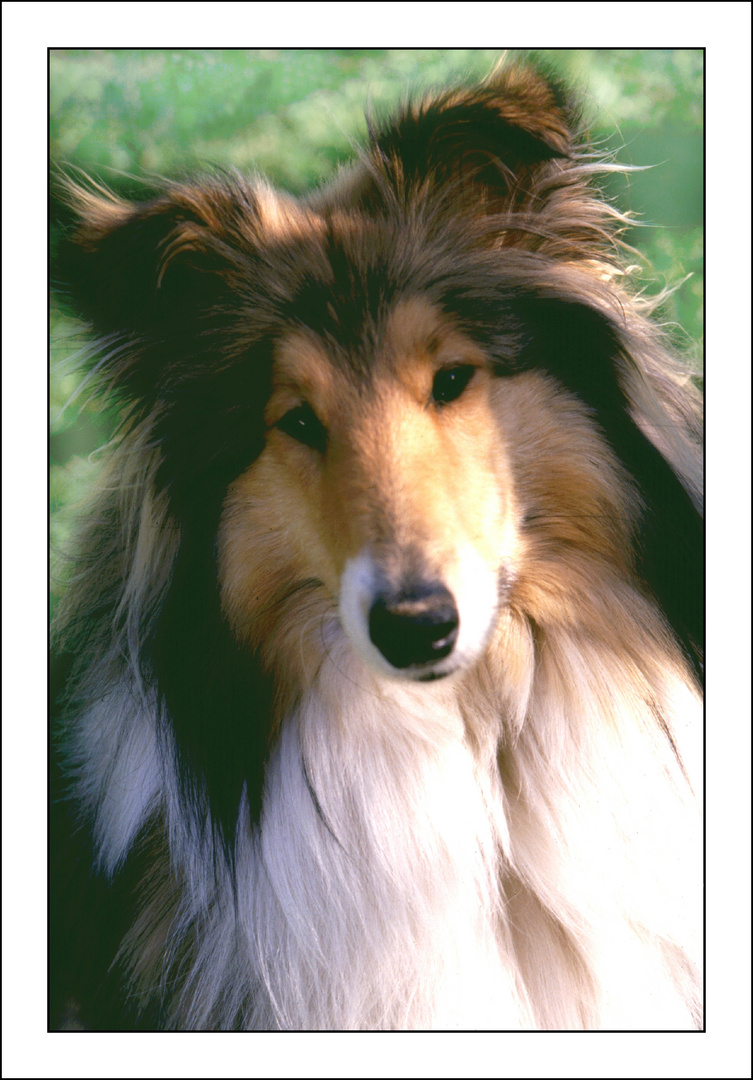 Collie