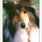 Collie