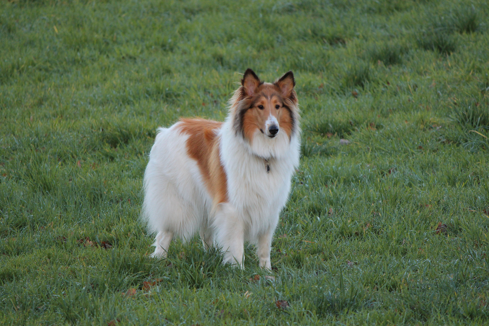 Collie