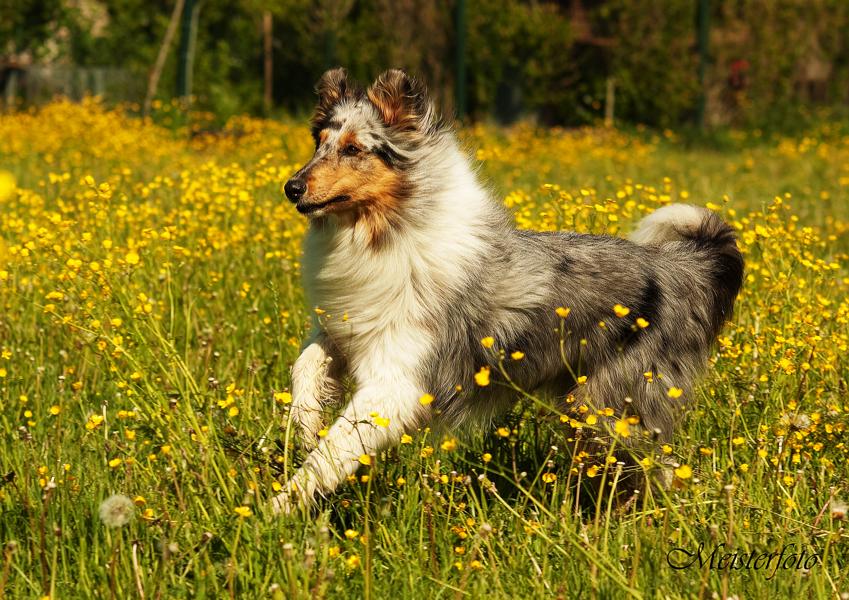 Collie