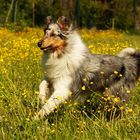 Collie