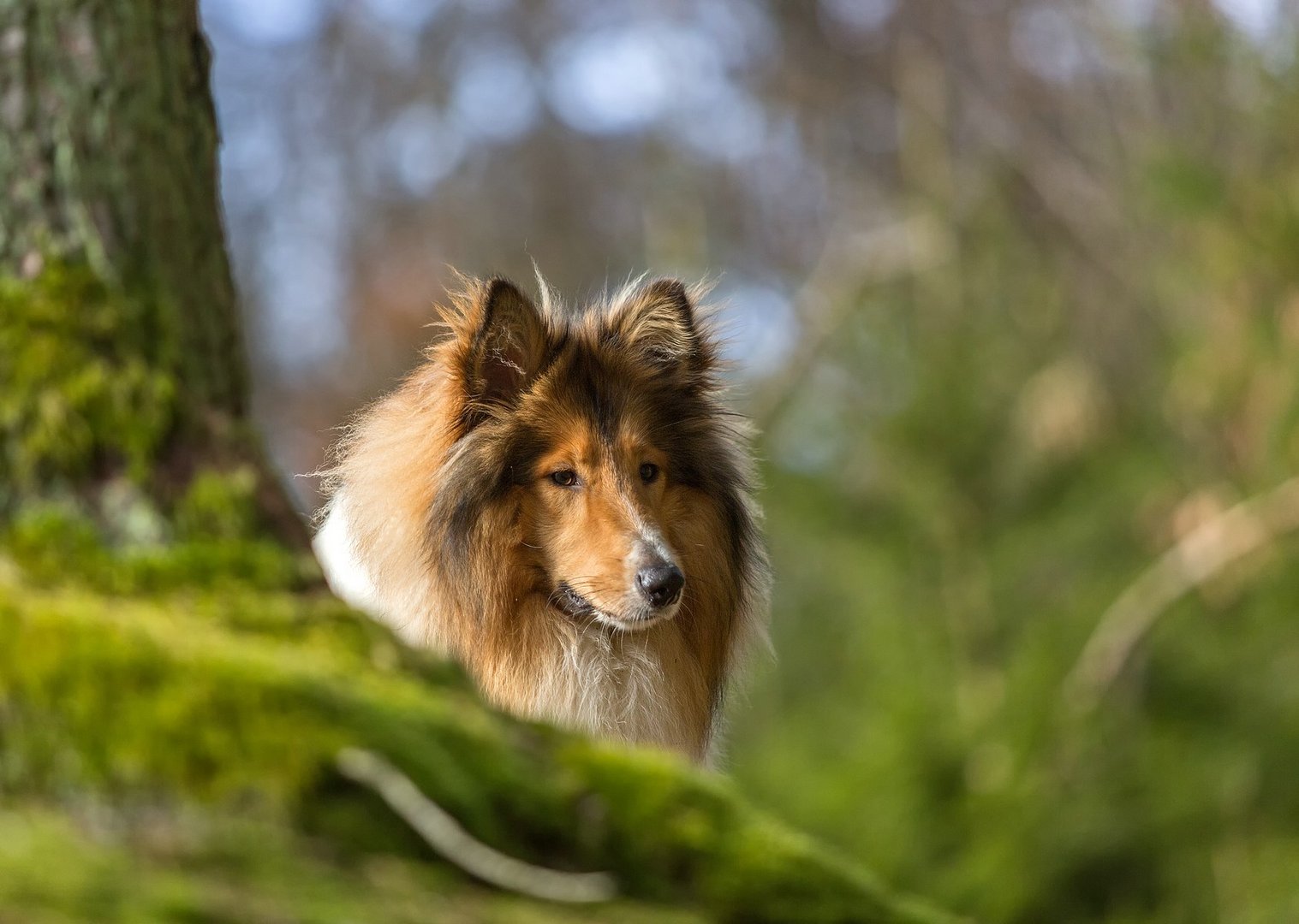 Collie