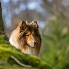 Collie