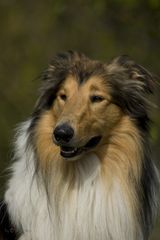 Collie