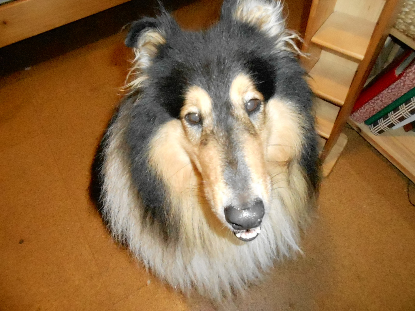 Collie