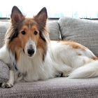 Collie