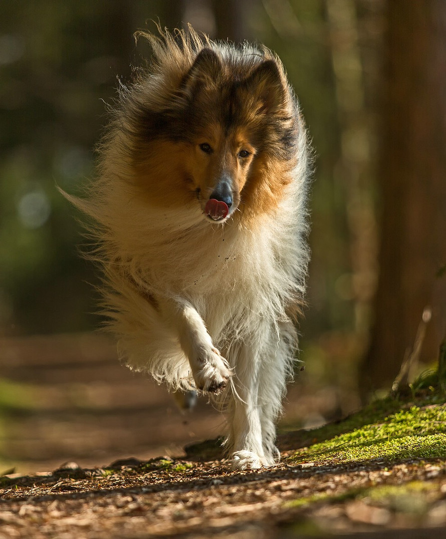 Collie Action