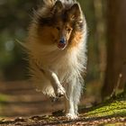 Collie Action