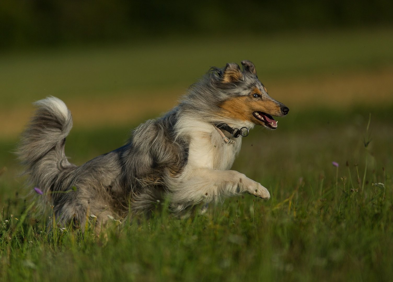 Collie Action