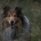 Collie Akela