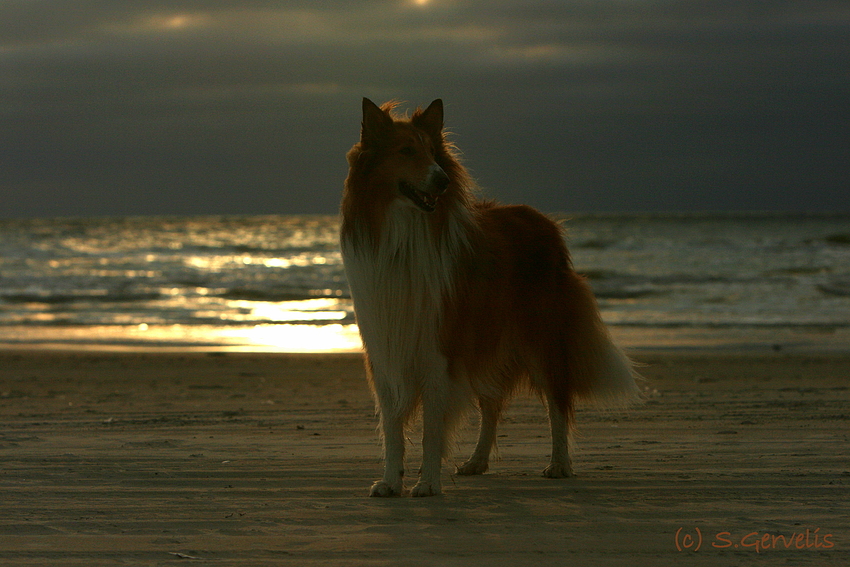 Collie "Alf" am Strand