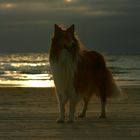 Collie "Alf" am Strand