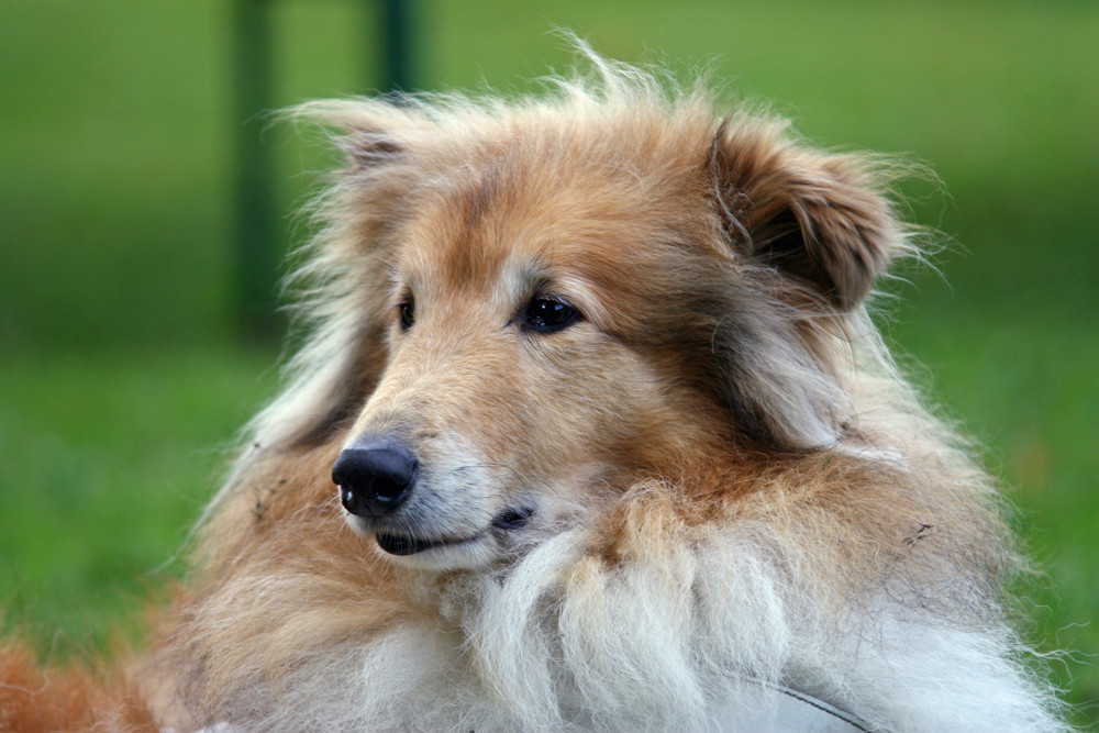 Collie als Führhund geniesst die Pause