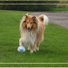 Collie am Ball