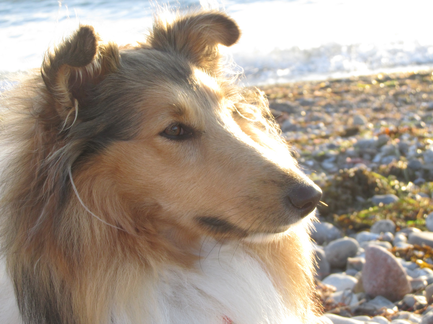 Collie am Meer 1