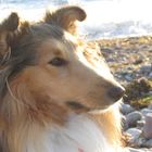 Collie am Meer 1