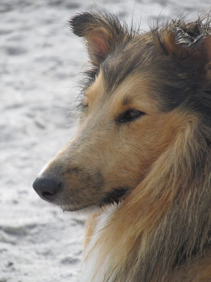 Collie am Meer 2