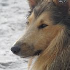 Collie am Meer 2