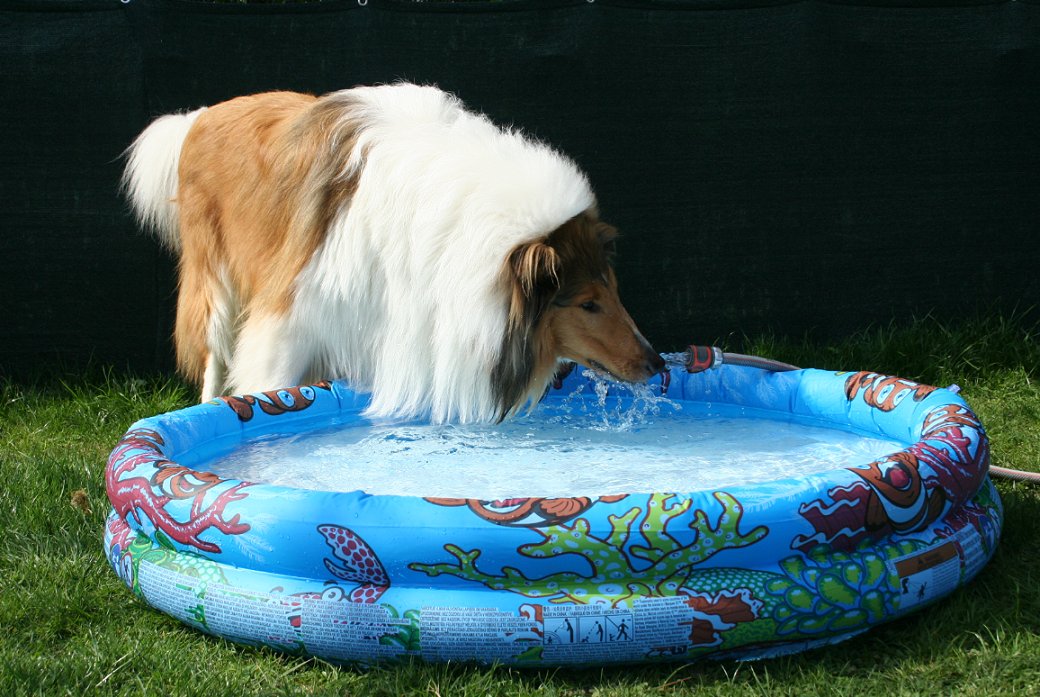 Collie am Pool