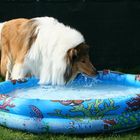 Collie am Pool