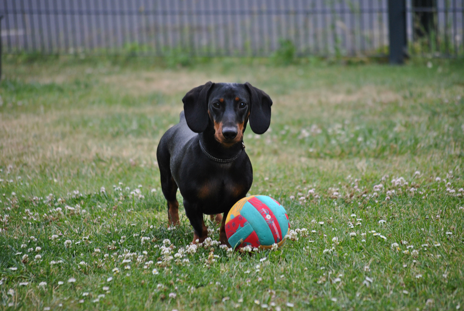 Collie am Spielen