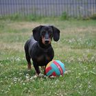 Collie am Spielen