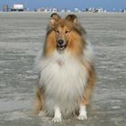 Collie am Strand