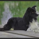 Collie am Teich