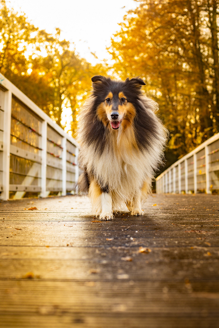 Collie auf der Brücke