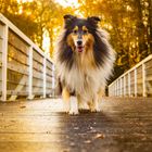 Collie auf der Brücke