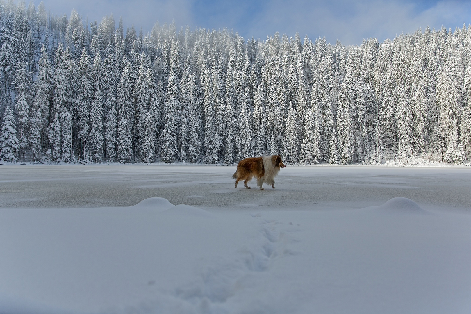 Collie auf Eis