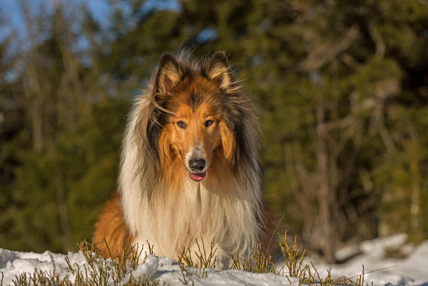 Collie Aufmerksam