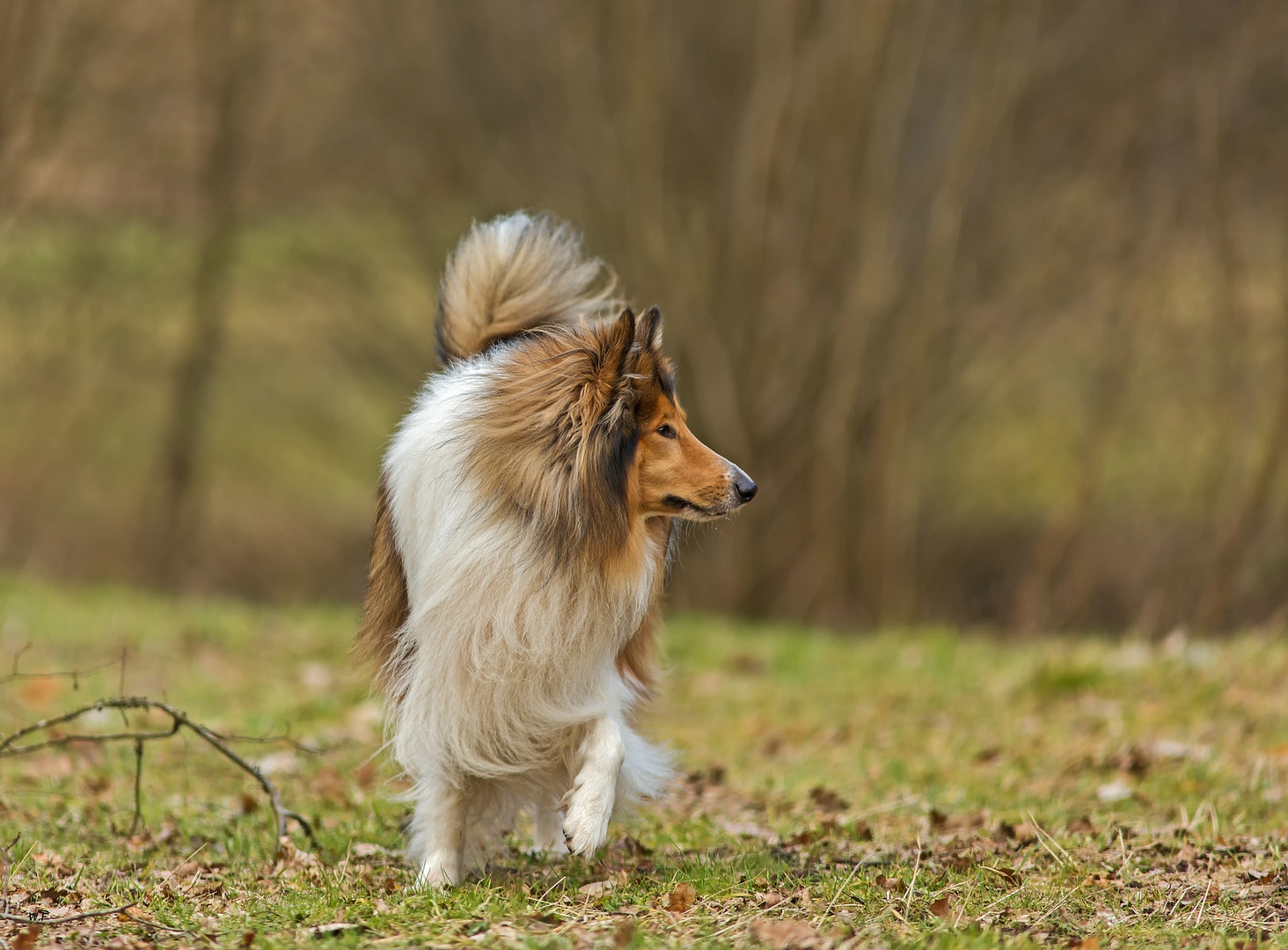 Collie aufmerksam