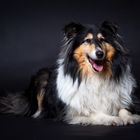 Collie