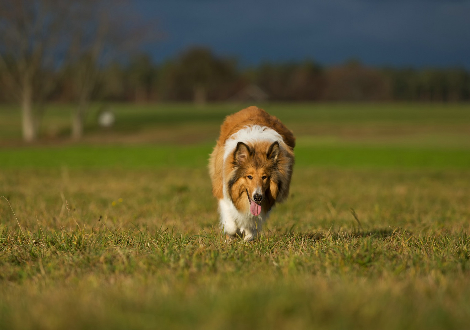 Collie bei schönem Licht