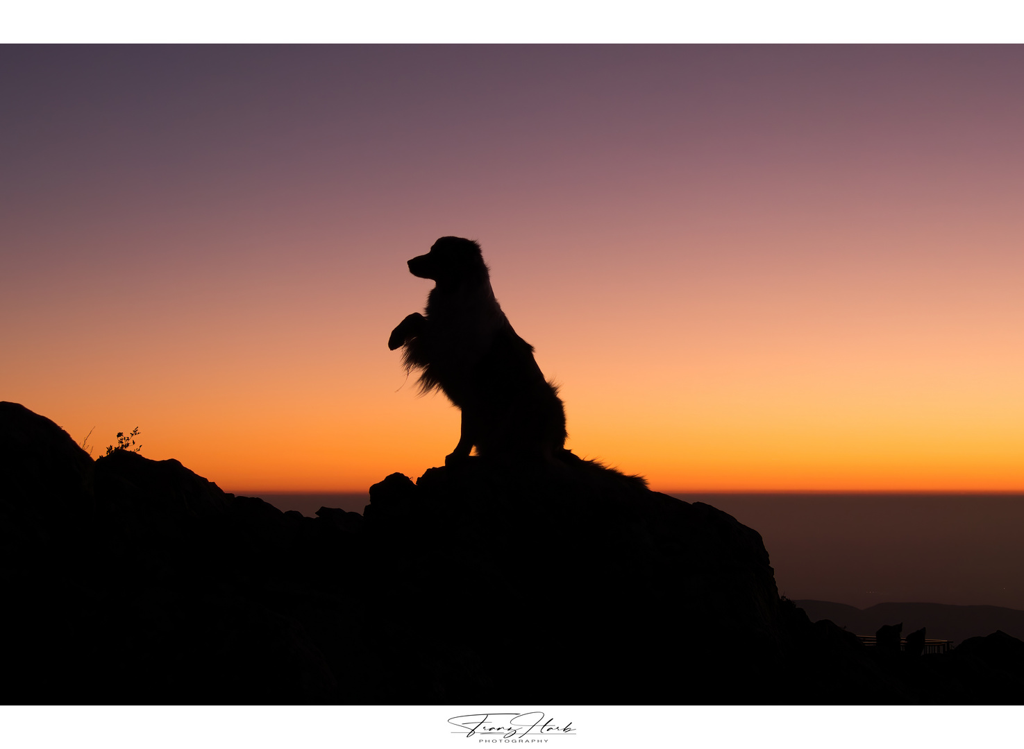 Collie bei Sonnenaufgang 