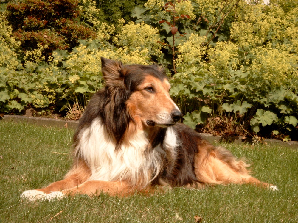 Collie