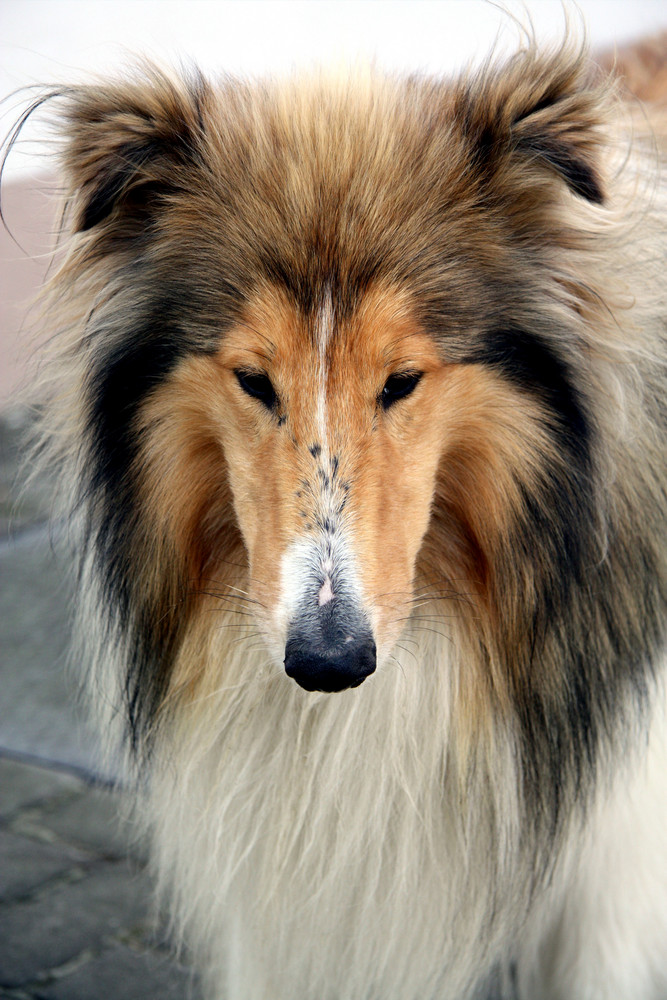 Collie