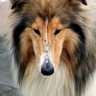 Collie