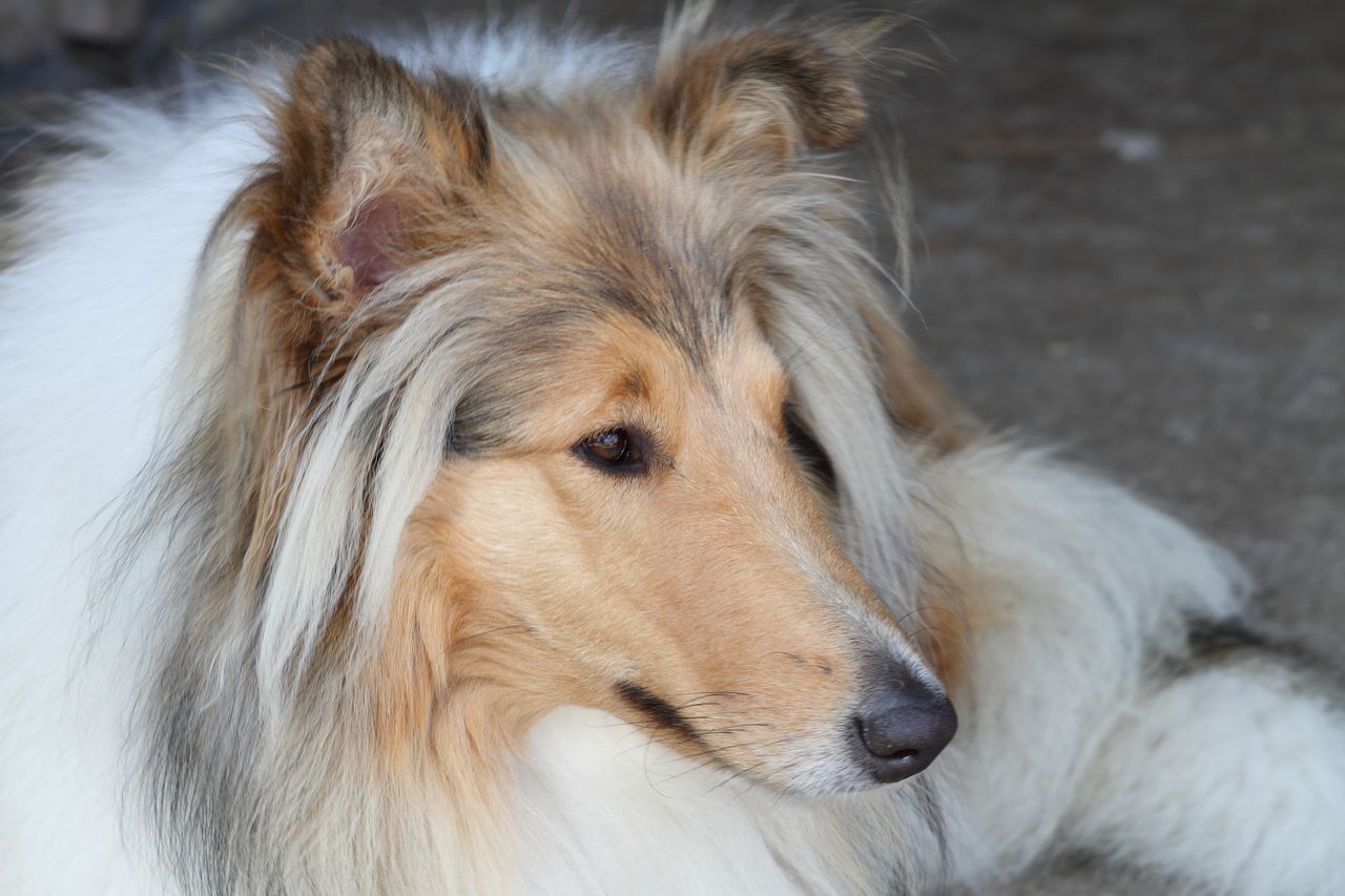 Collie