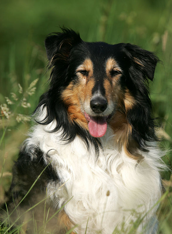 COLLIE - DAME - BESSY