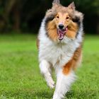 Collie