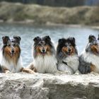 Collie-Fotoshooting (1)