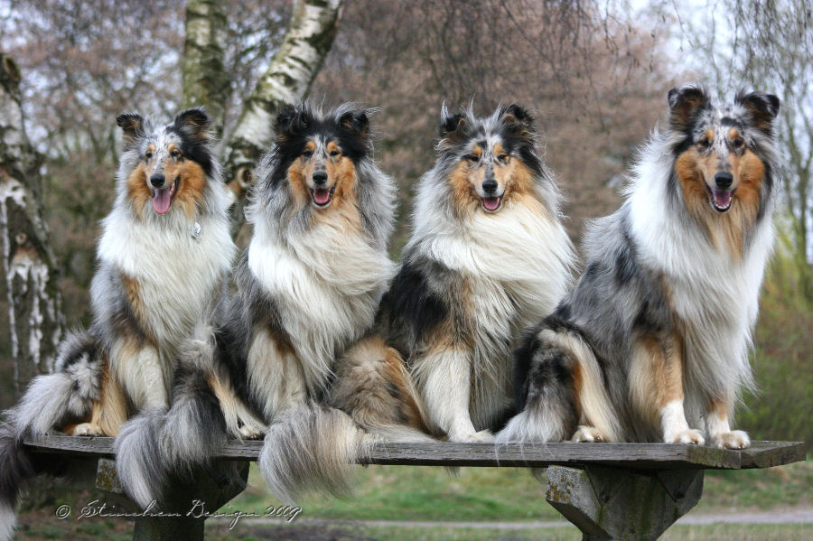 Collie-Fotoshooting