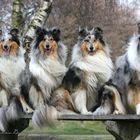 Collie-Fotoshooting