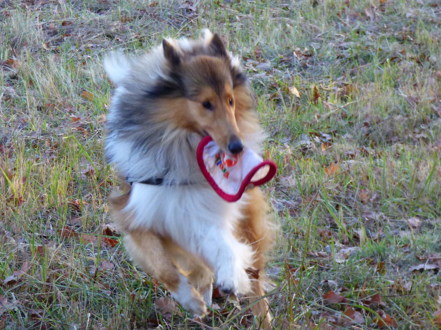 Collie-Frisbee