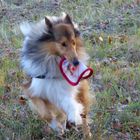 Collie-Frisbee