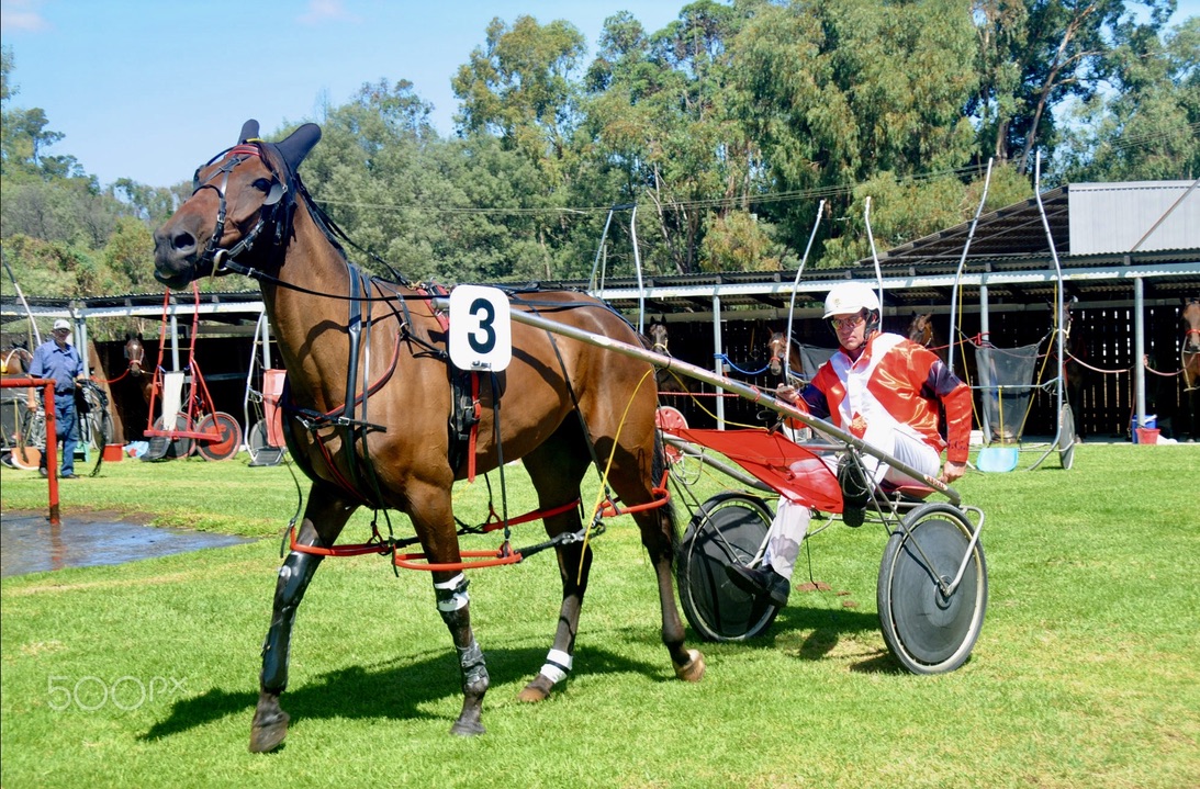 Collie Harness Racing Club