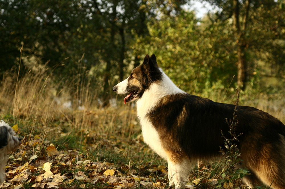 Collie "Headshock" war auch mit bei den Paderborner Fischerteichen.